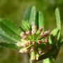 Pinpoint Clover (Trifolium gracilentum): An annual native clover that is found in most counties of California.